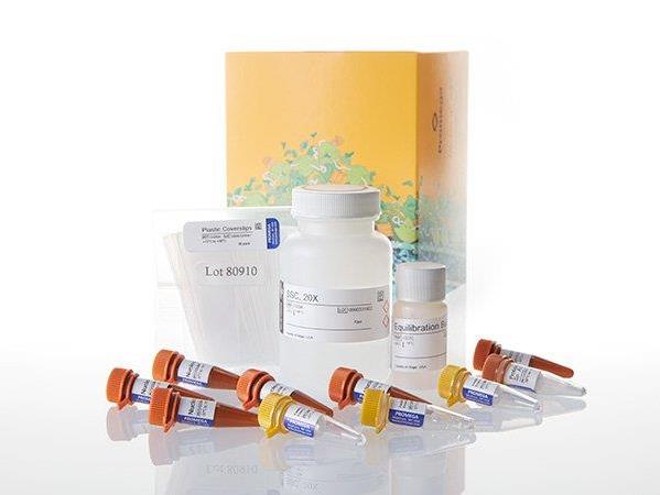 Apo-ONE® Homogeneous Caspase-3/7 Assay（G7790）