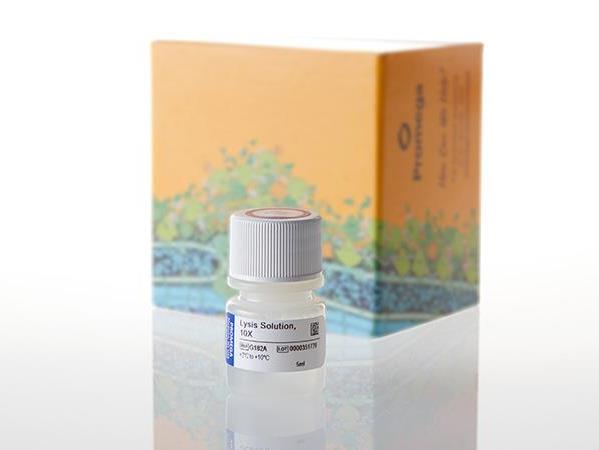 Lysis Solution（G1821）