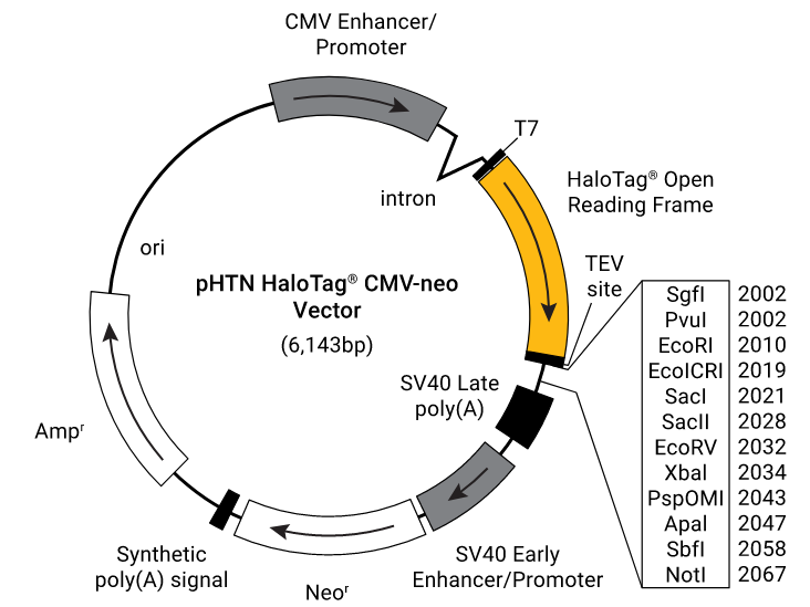 pHTN HaloTag® CMV-neo Vector（G7721）