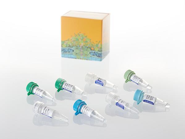 GoScript™ Reverse Transcriptase（A5002）