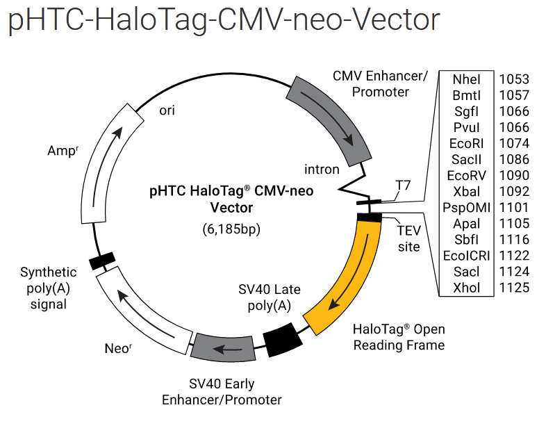 pHTC HaloTag® CMV-neo Vector（G7711）