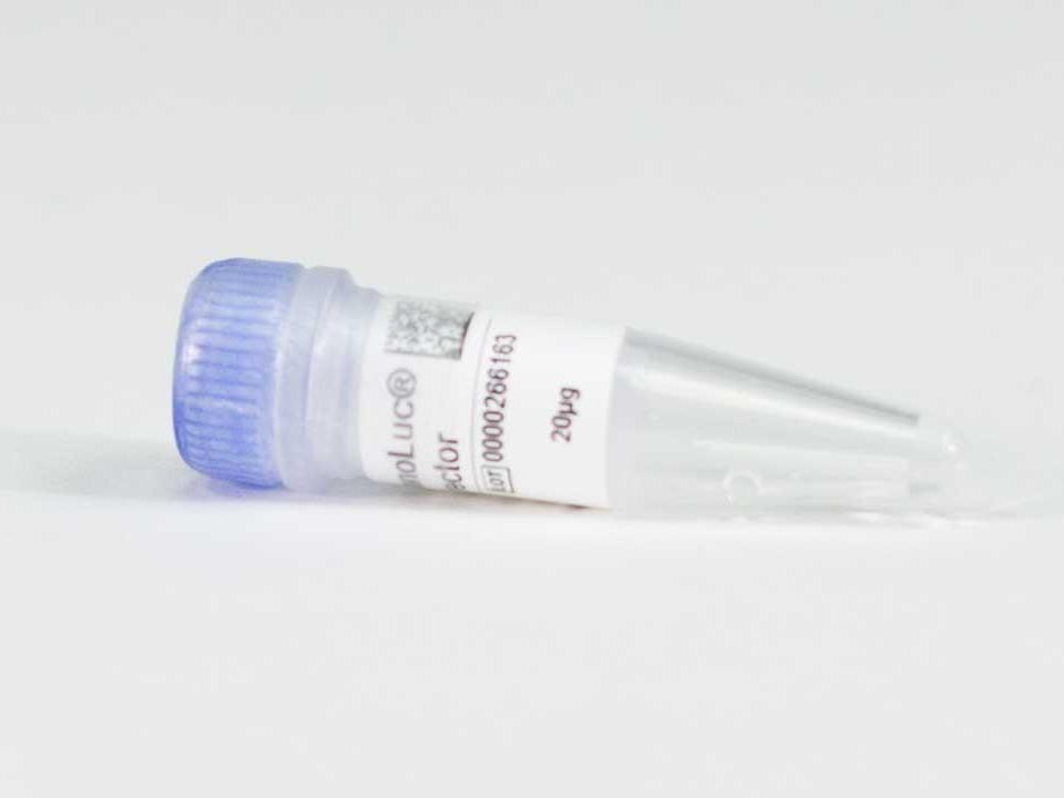 YES1-NanoLuc® Fusion Vector（NV2241）