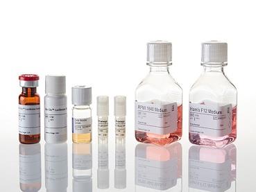 PD-1/PD-L1 Blockade Bioassay, Propagation Model（J1252）