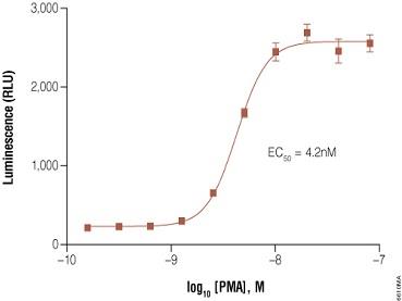 GloResponse™ NFAT-RE-luc2P HEK293 Cell Line（E8510）