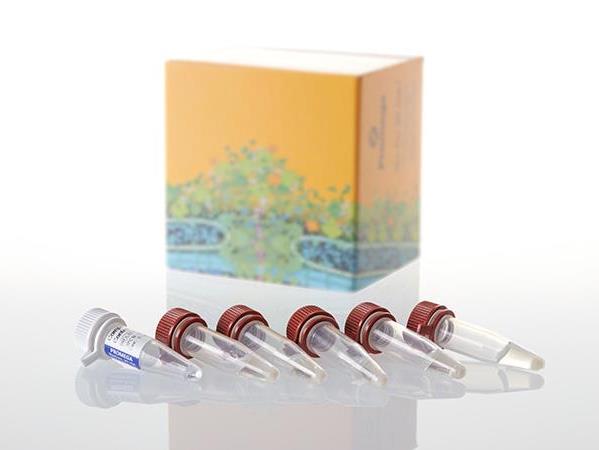 Single-Use HB101 Competent Cells, >10^8cfu/µg（L2015）