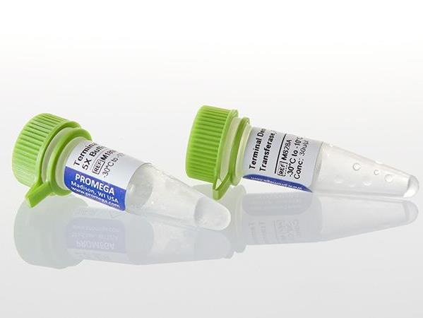 Terminal Deoxynucleotidyl Transferase, Recombinant（M1875）