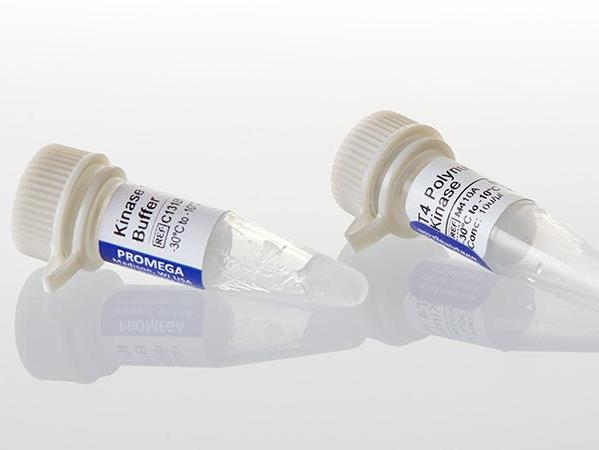 T4 Polynucleotide Kinase（M4101）