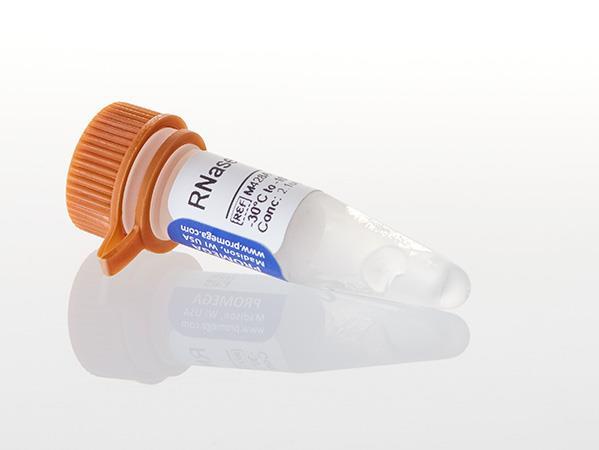 Ribonuclease H（M4281）