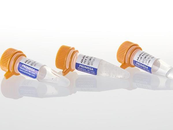 Alkaline Phosphatase, Calf Intestinal (HC)（M2825）