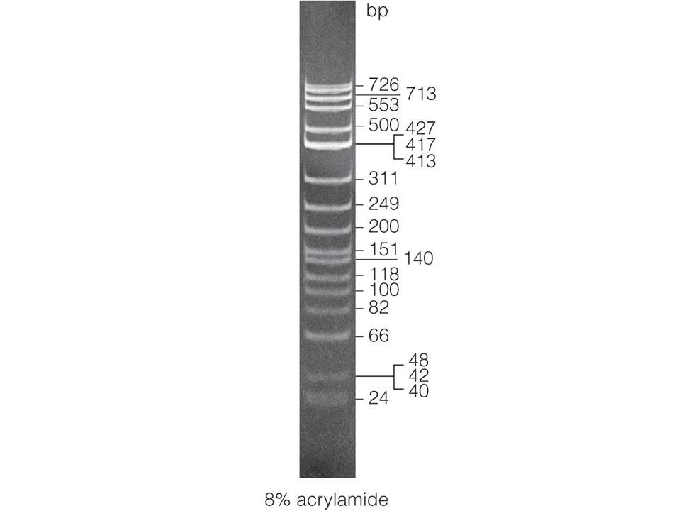 φX174 DNA/Hae III Markers（G1761）