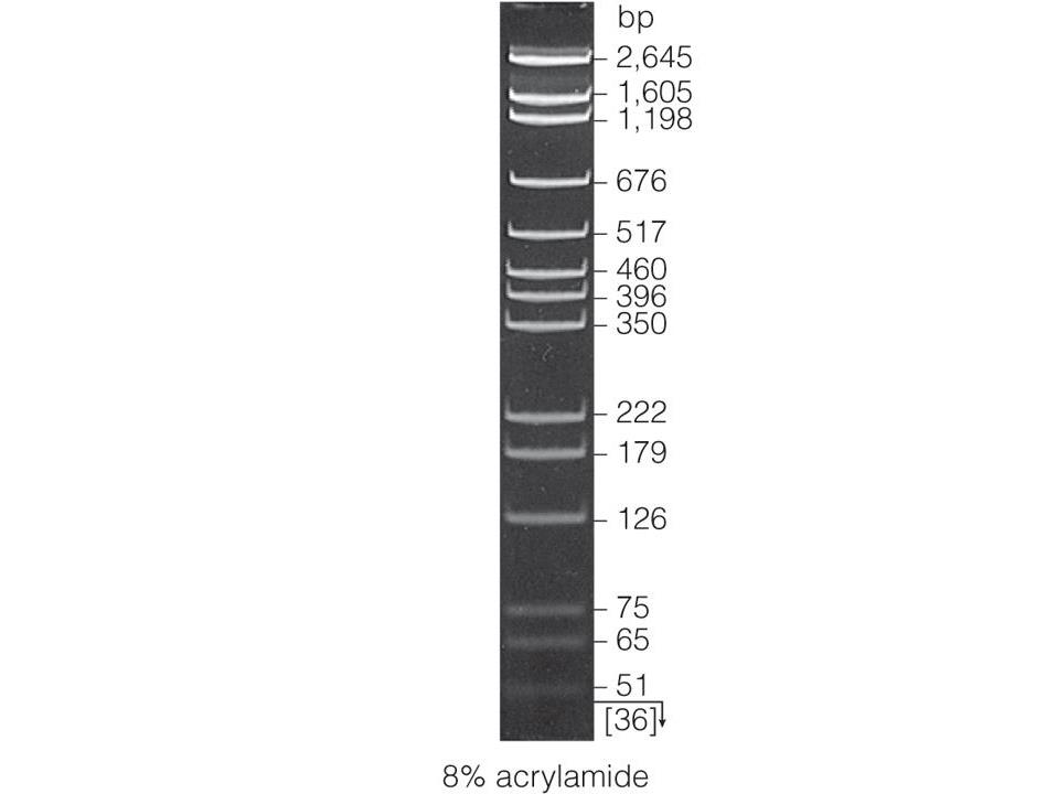 φX174 DNA/Hinf I Markers（G1751）