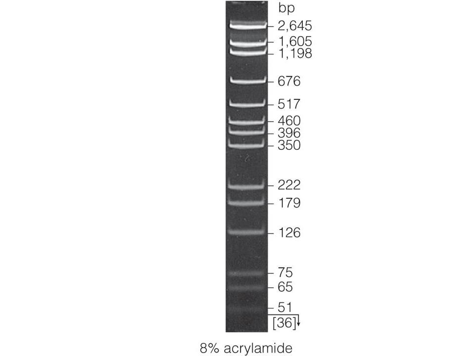 pGEM® DNA Markers（G1741）