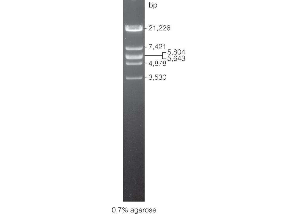 Lambda DNA/EcoR I Markers（G1721）