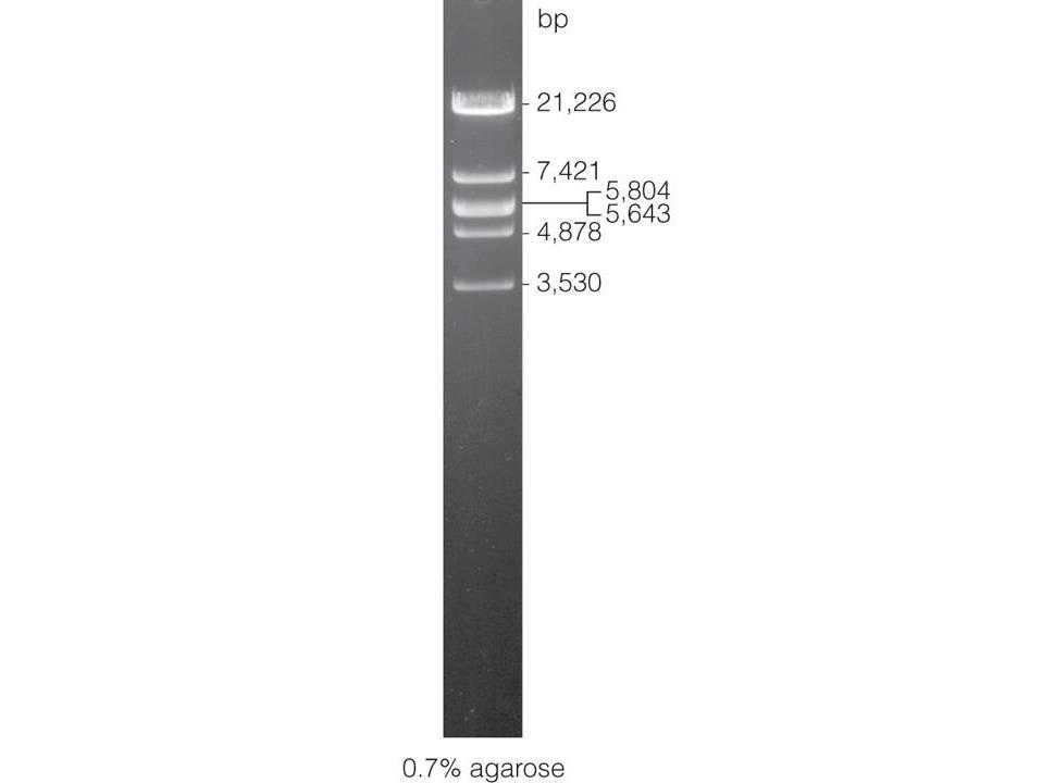 Lambda DNA/EcoR I + Hind III Markers（G1731）