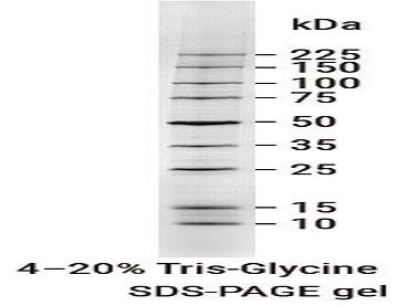 Broad Range Protein Molecular Weight Markers（V8491）