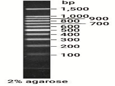 BenchTop 100bp DNA Ladder（G8291）