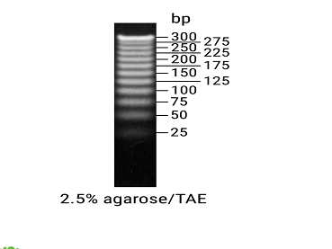 25bp DNA Step Ladder（G4511）