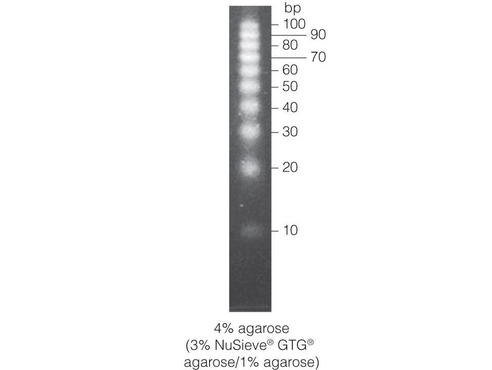 10bp DNA Step Ladder（G4471）