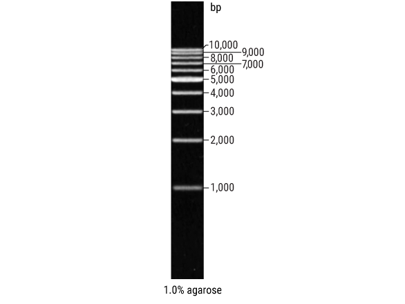 1kb DNA Step Ladder（G6941）