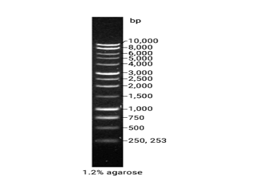 1kb DNA Ladder（G5711）