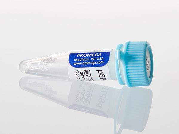 pSP72 Vector（P2191）