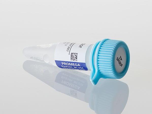 pGEM®-4Z Vector（P2161）