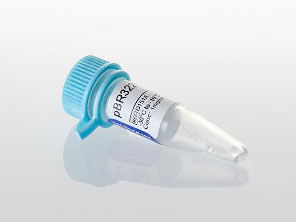 pBR322 Vector（D1511）