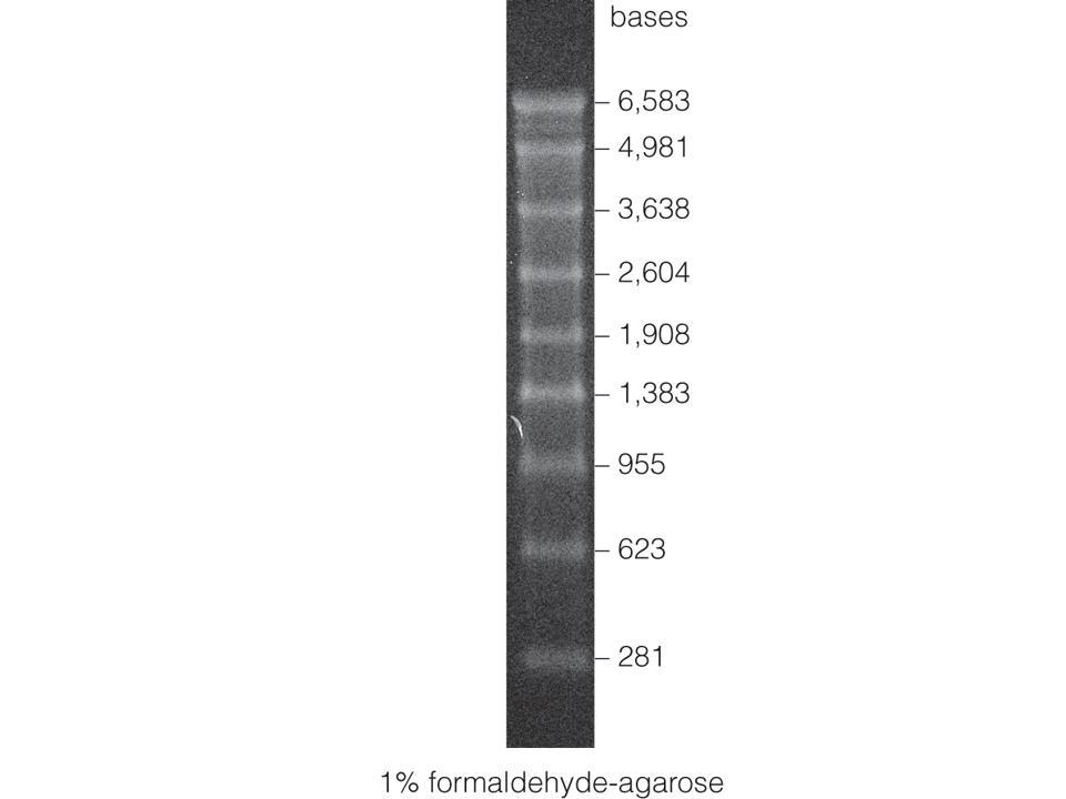 RNA Markers（G3191）
