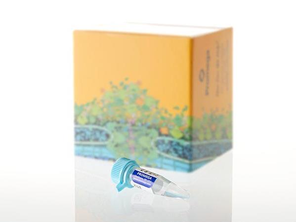 K562 Genomic DNA, 400ug/mL（E4931）