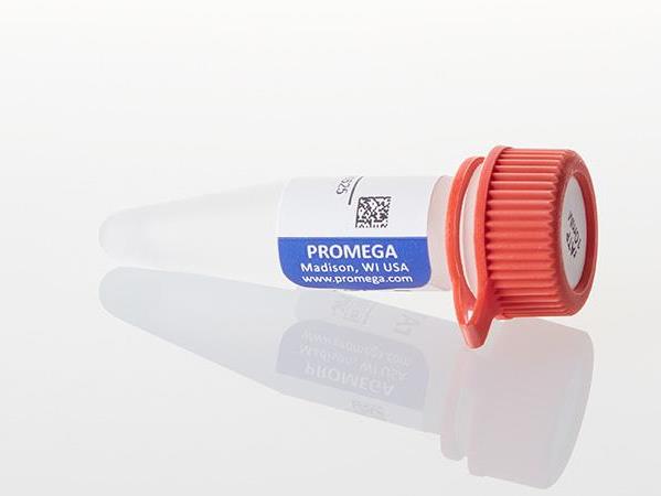 rCTP, 10mM（P1142）