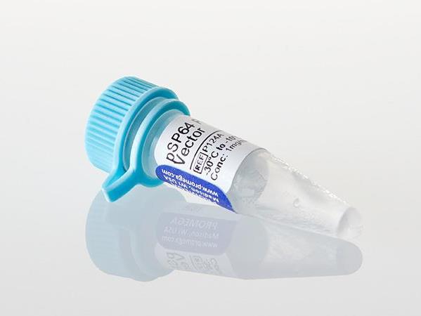 pSP73 Vector（P2221）