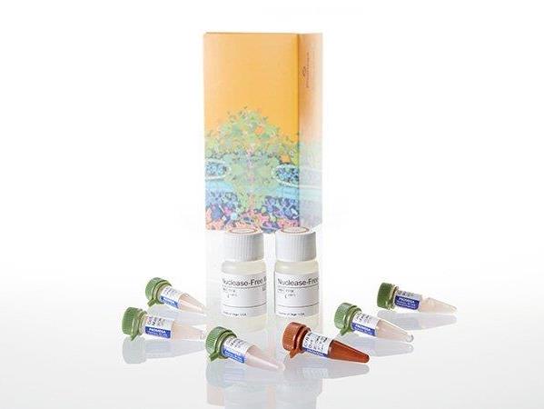 GoTaq® 1-Step RT-qPCR System（A6020）