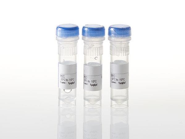 CCNL2 Expression Vector（NV2671）