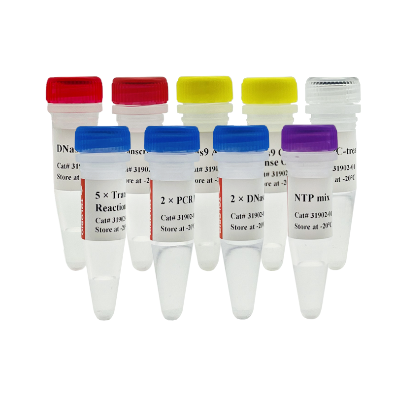 31902 Cas9 High Yield sgRNA Synthesis and Purification Kit（31902-01）