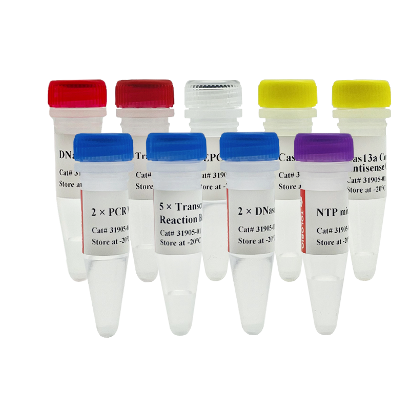 31905 Cas13a High Yield crRNA Synthesis and Purification Kit（31905）