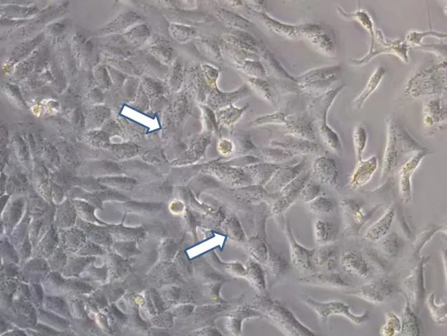 生命科学研究中常用的免疫学实验