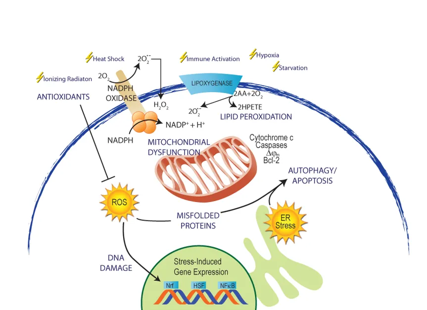 细胞活力检测在氧化应激研究中的应用