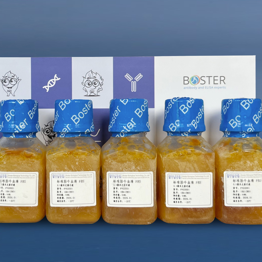 标准胎牛血清 FBS