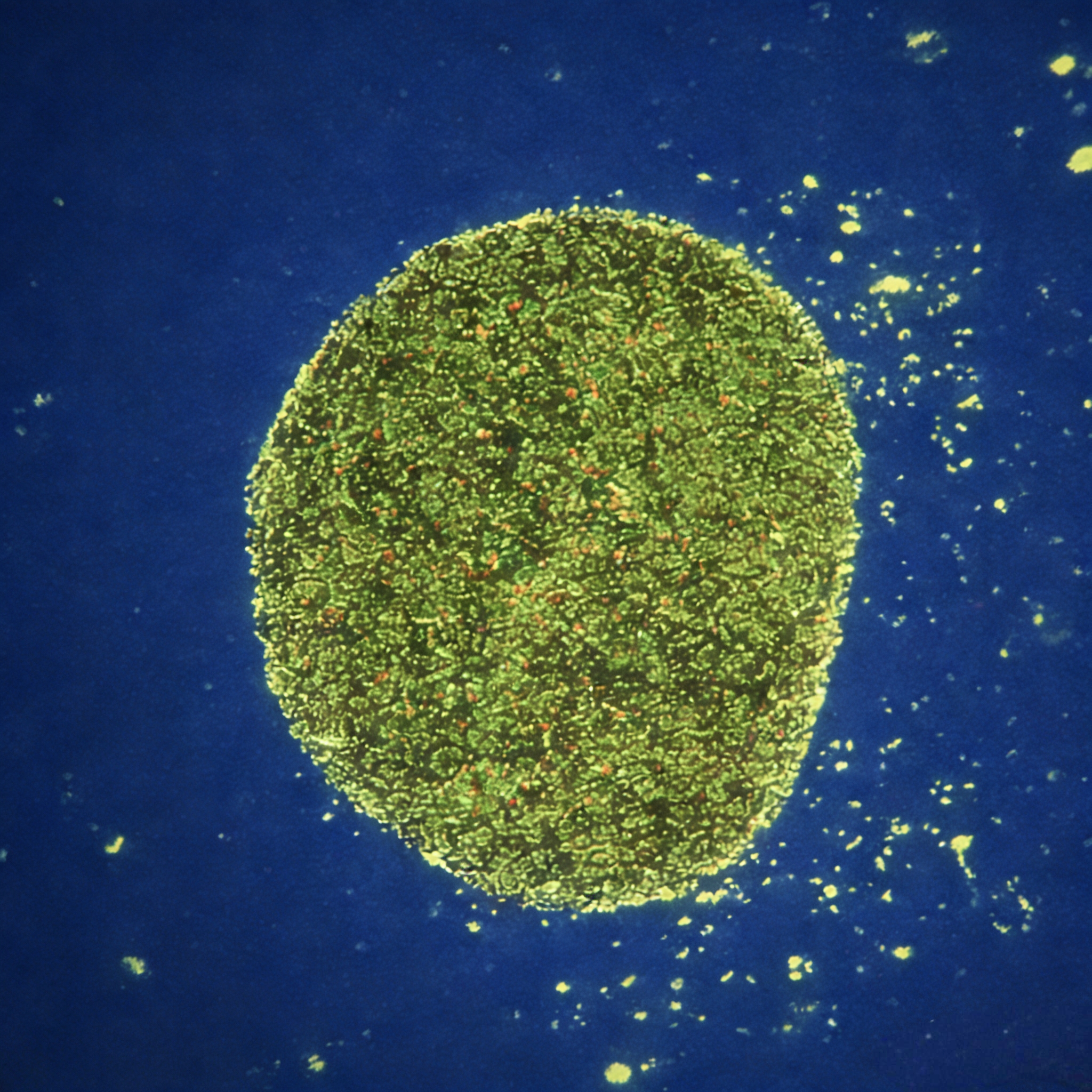 什么是活细胞成像？