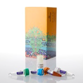 Lumit™ IL-2 (Human) Immunoassay（W6020）