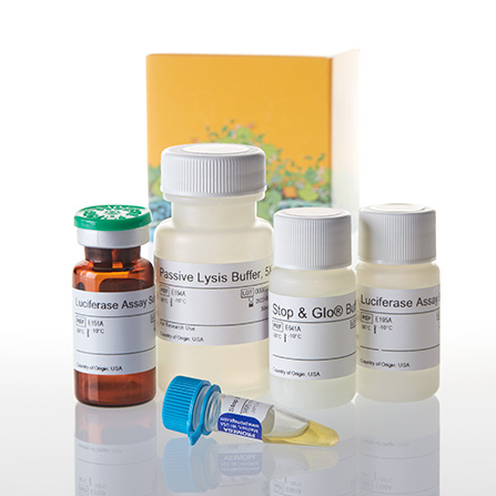 Dual-Luciferase® Reporter Assay System（E1910）
